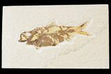 Bargain, Fossil Fish (Knightia) - Wyoming #89157-1